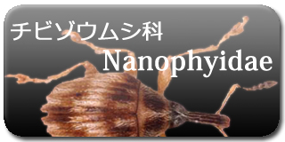 NANOPHYIDAE